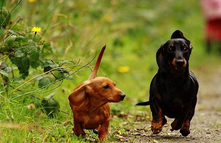 Ochiul lui Dachshund - un blog al clinicii veterinare - belant