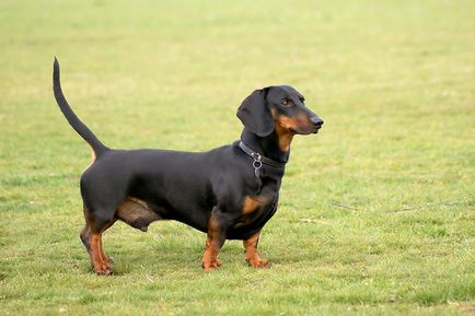 Ochiul lui Dachshund - un blog al clinicii veterinare - belant