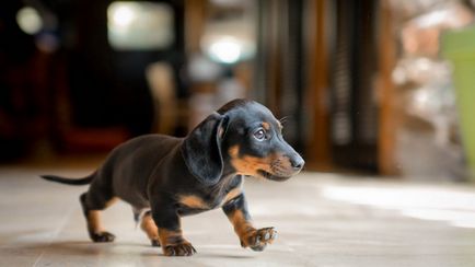 Ochiul lui Dachshund - un blog al clinicii veterinare - belant