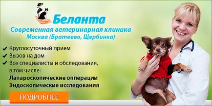 Tacskó szemű állatorvos - blog állatorvosok - belanta
