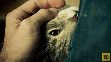 Limbajul secret al pisicilor (9 fotografii)