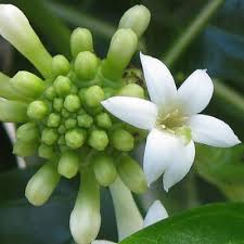 Thai kozmetikumok kivonatok noni gyümölcs - cserjések, olaj, noni juice, noni krémet az arc (Noni) Thai kozmetikumok kivonatok noni gyümölcs - cserjések, olaj, noni juice, noni krémet az arc