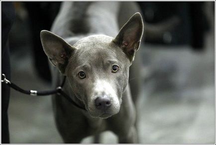 Thai Ridgeback - történet, karakter, az intelligencia és a pszichológia, a tartalom