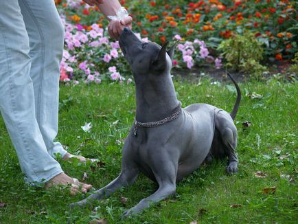 Thai Ridgeback - istorie, caracter, intelect și psihologie, conținut