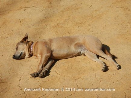 Thai emberek és a kutyák - főleg kapcsolatok