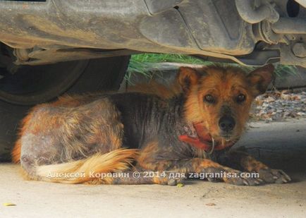 Thai emberek és a kutyák - főleg kapcsolatok