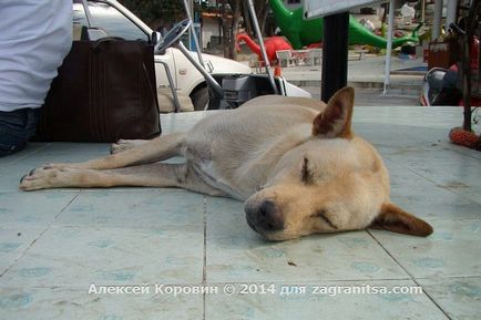 Thai emberek és a kutyák - főleg kapcsolatok