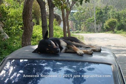 Тайландските хора и техните кучета - особено взаимоотношения