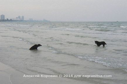 Тайці і їх собаки - особливості взаємовідносин