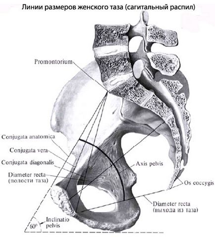Taz emberi kismedencei anatómia, szerkezet, funkció, képek, EUROLAB