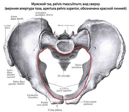 Bazinul uman, anatomia pelvisului, structura, funcțiile, imagini pe eurolab