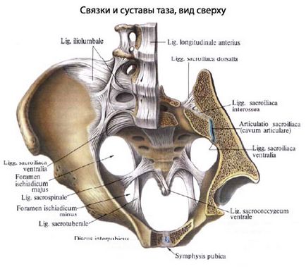 Bazinul uman, anatomia pelvisului, structura, funcțiile, imagini pe eurolab