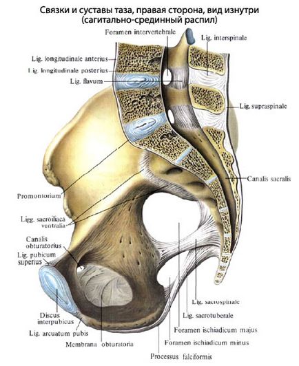 Bazinul uman, anatomia pelvisului, structura, funcțiile, imagini pe eurolab