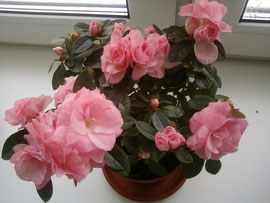 Hőmérséklet - azálea (Azalea) Hőmérséklet - azálea