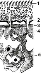 Tipul de viermi de viermi clasici - stadopedia