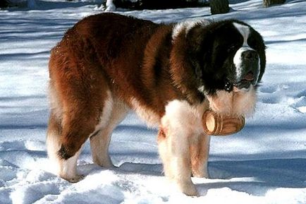 Топ-10 найбільших собак, компетентно про здоров'я на ilive