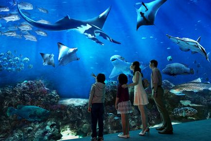 Top 5 cele mai spectaculoase oceanarium din lume