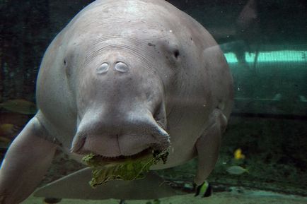 Top 5 világ leglátványosabb akváriumok (Akváriumok) Top 5 leglátványosabb akváriumok a világ
