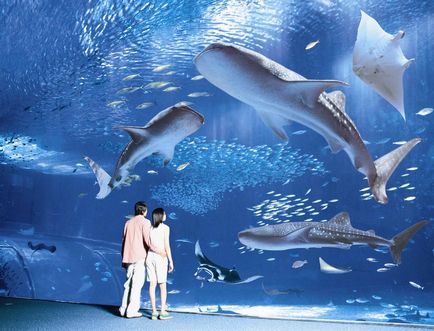 Top 5 cele mai spectaculoase oceanarium din lume