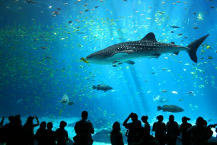 Top 5 cele mai spectaculoase oceanarium din lume