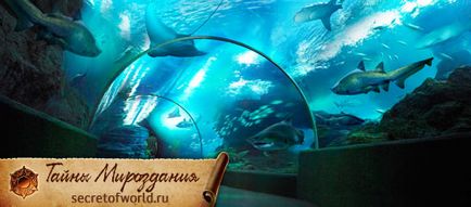 Top 5 cele mai spectaculoase oceanarium din lume