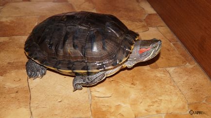 Tortilka, turtle, egzotikus, a háziállatok