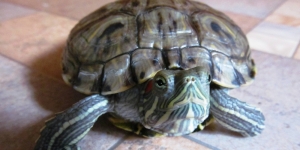 Tortilka, broască țestoasă, exotică, animalele de companie