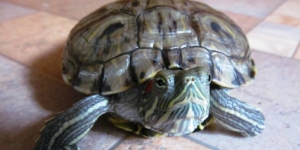 Tortilka, turtle, egzotikus, a háziállatok