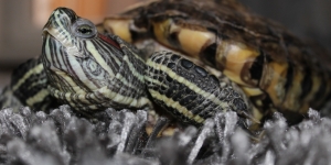 Tortilka, broască țestoasă, exotică, animalele de companie