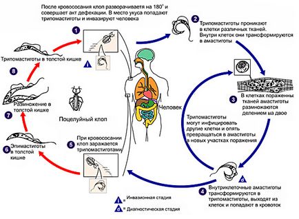 Trypanosome ceea ce este, ciclul de viață, habitat, etapele de dezvoltare, cauzele și simptomele