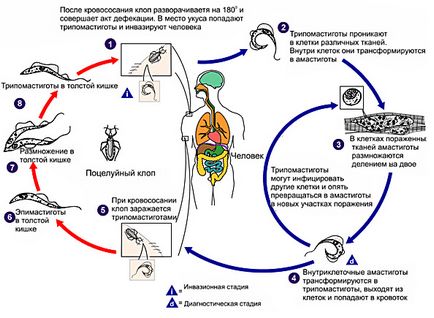 Трипаносома що це, життєвий цикл, місце проживання, стадії розвитку, причини та симптоми