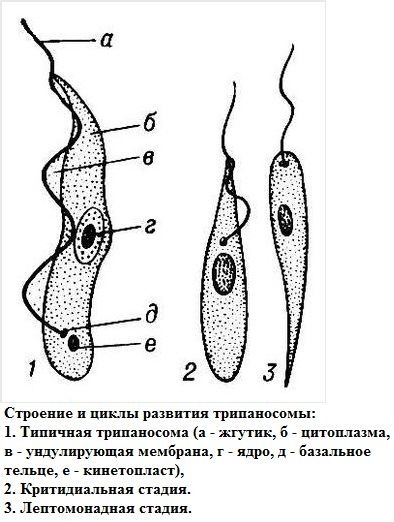 Трипаносома що це, життєвий цикл, місце проживання, стадії розвитку, причини та симптоми