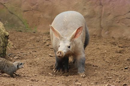 Aardvark Aardvark fotó és leírás