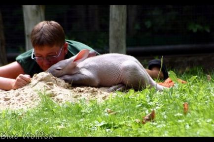 Aardvark vagy afrikai (Cape) aardvark (latin: