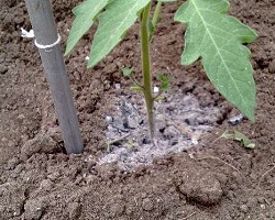 Îngrășăminte în toamnă - cum să fertilizeze pământul