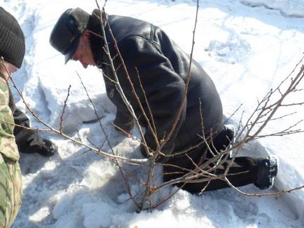 Укриття персиків на зиму