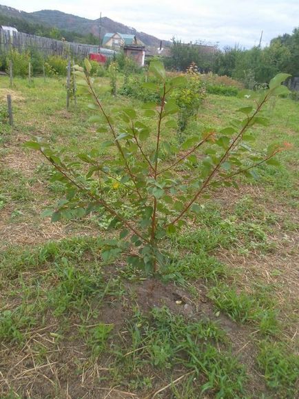 Adăpost de piersici pentru iarnă