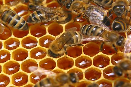 Урожай ростимо з молитвою в допомогу виробникам тваринницької продукції і бджолярам