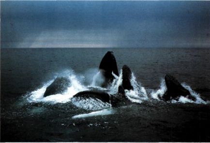 вусаті кити