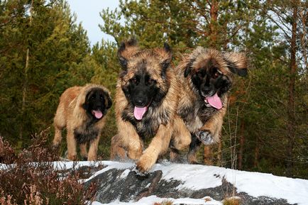 Îngrijirea și întreținerea câinilor din rasele Leonberger și Weimaraner