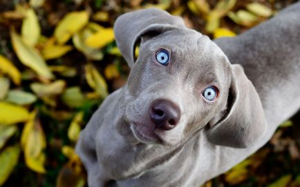 Îngrijirea și întreținerea câinilor din rasele Leonberger și Weimaraner