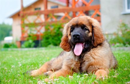 Îngrijirea și întreținerea câinilor din rasele Leonberger și Weimaraner