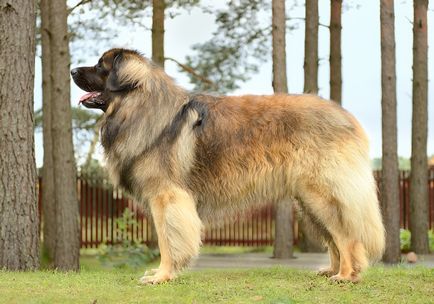 Îngrijirea și întreținerea câinilor din rasele Leonberger și Weimaraner