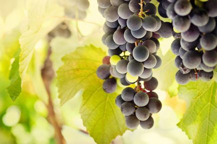 Варення з винограду - рецепти, як приготувати виноградне варення на зиму