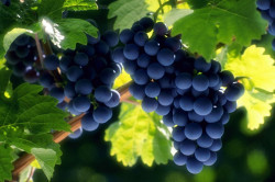 Варення з винограду в домашніх умовах рецепти (відео)