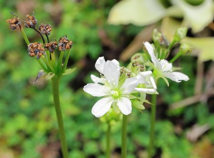 Venus flytrap