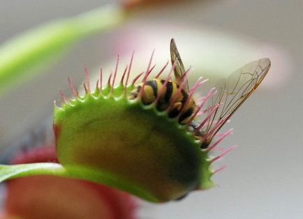 Venus flytrap