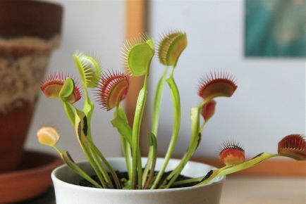 Venus flytrap