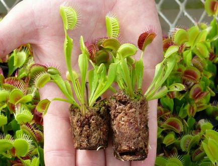 Venus flytrap