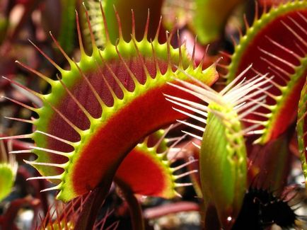 Venus flytrap